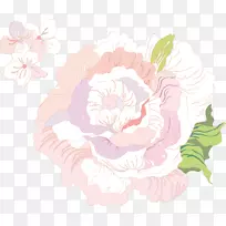 向心叶玫瑰插图-浅玫瑰花-空若网 向心叶玫瑰插图-浅玫瑰花-空若网