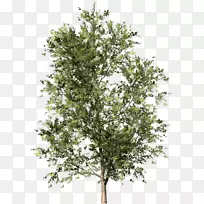 小枝博客灌木剪贴画-树形图-空若网 小枝博客灌木剪贴画-树形图-空若网