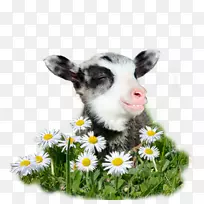 羽绒羊山羊安哥拉毛纱-小羊羔-空若网 羽绒羊山羊安哥拉毛纱-小羊羔-空若网