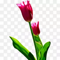 郁金香花-郁金香-空若网 郁金香花-郁金香-空若网