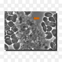 生物白-空若网 生物白-空若网