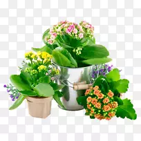 ��ֲ�׳���ݷ����������������ֲ��-������