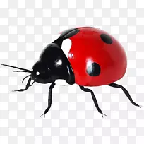 七星瓢虫昆虫图标-瓢虫-空若网 七星瓢虫昆虫图标-瓢虫-空若网