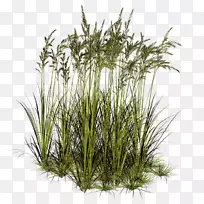 ԰����ľ-������