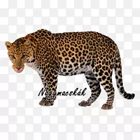 猫科雪豹爪哇豹剪贴画-动物剪贴画-空若网 猫科雪豹爪哇豹剪贴画-动物剪贴画-空若网