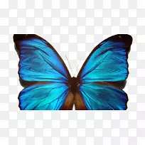 蝴蝶对称Noether定理-空若网 蝴蝶对称Noether定理-空若网