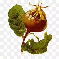 果石榴-石榴花-空若网 果石榴-石榴花-空若网