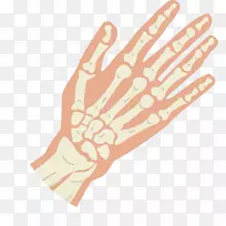 拇指骨手指关节-手骨骼结构-空若网 拇指骨手指关节-手骨骼结构-空若网