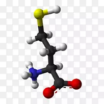 同型半胱氨酸分子化学保健营养保健-空若网 同型半胱氨酸分子化学保健营养保健-空若网
