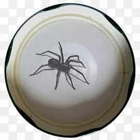 昆虫-空若网 昆虫-空若网