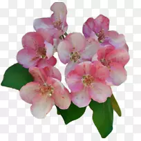 粉红色植物-粉红色桃子-空若网 粉红色植物-粉红色桃子-空若网