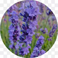 英国薰衣草法国薰衣草-空若网 英国薰衣草法国薰衣草-空若网