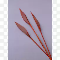 羽毛-羽毛-空若网 羽毛-羽毛-空若网