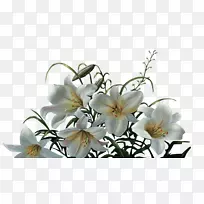 百合花-百合花束-空若网 百合花-百合花束-空若网
