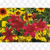 �＾һ����ֲ�￪��ֲ��Ұ����ľ-�＾-������