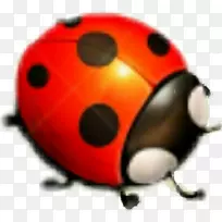 瓢虫昆虫-空若网 瓢虫昆虫-空若网