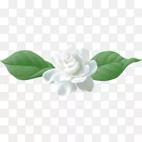 海角茉莉花花瓣花-空若网 海角茉莉花花瓣花-空若网