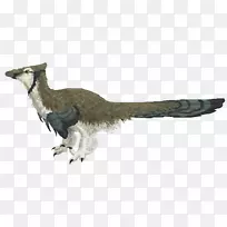 尖嘴兽喙羽野生动物尾巴羽毛-空若网 尖嘴兽喙羽野生动物尾巴羽毛-空若网