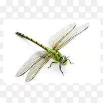 蜻蜓、蛇舌、柏木、木摄影、桌面壁纸-蜻蜓-空若网 蜻蜓、蛇舌、柏木、木摄影、桌面壁纸-蜻蜓-空若网