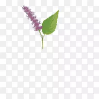 叶雪松街酒馆吧广藿香油污叶-空若网 叶雪松街酒馆吧广藿香油污叶-空若网