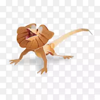 褶皱颈蜥蜴澳大利亚颈部褶皱蜥蜴-空若网 褶皱颈蜥蜴澳大利亚颈部褶皱蜥蜴-空若网