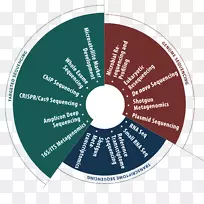 大规模平行测序DNA测序基因组-Cas9-空若网 大规模平行测序DNA测序基因组-Cas9-空若网