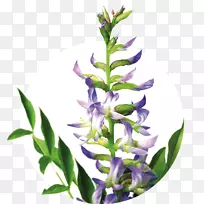 薰衣草甘草-空若网 薰衣草甘草-空若网