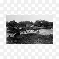 园林白树-空若网 园林白树-空若网