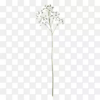 小枝植物茎开花植物-花-空若网 小枝植物茎开花植物-花-空若网