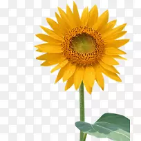 普通葵花籽墙纸-向日葵-空若网 普通葵花籽墙纸-向日葵-空若网