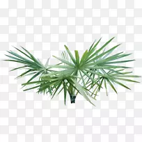 Ê÷ÂÌÊ÷±³¾°Í¼Ïñ-¿ÕÈôÍø Ê÷ÂÌÊ÷±³¾°Í¼Ïñ-¿ÕÈôÍø