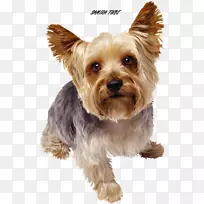 宠物坐在约克郡猎犬领狗散步-空若网 宠物坐在约克郡猎犬领狗散步-空若网