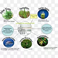 树奶油草水草-空若网 树奶油草水草-空若网