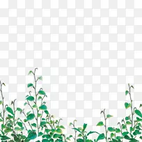 藤草-空若网 藤草-空若网