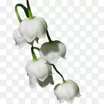 山谷里的百合画着开花植物-玛丽·克莱尔-空若网 山谷里的百合画着开花植物-玛丽·克莱尔-空若网