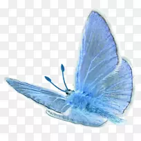 有翅膀的蝴蝶-蝴蝶-空若网 有翅膀的蝴蝶-蝴蝶-空若网