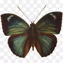 云彩黄色蝴蝶,细翅蝴蝶,跳蝶,刷脚蝴蝶-蝴蝶-空若网 云彩黄色蝴蝶,细翅蝴蝶,跳蝶,刷脚蝴蝶-蝴蝶-空若网