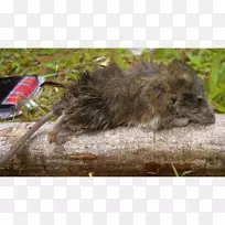 得克萨斯州普通DECU动物鼻子-老鼠-空若网 得克萨斯州普通DECU动物鼻子-老鼠-空若网