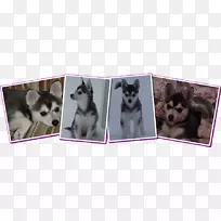 动物收容所-空若网 动物收容所-空若网