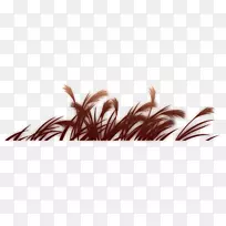 ��ͨ«έ��-������