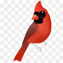 喙红-空若网 喙红-空若网