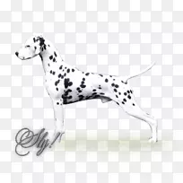 达尔马提亚犬繁殖同伴狗-非运动团体鼻子-空若网 达尔马提亚犬繁殖同伴狗-非运动团体鼻子-空若网