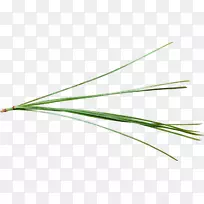 角绿草-空若网 角绿草-空若网