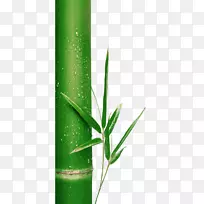 ��Ҷ����-������