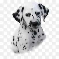 达尔马提亚小狗犬繁殖同伴狗非运动团体-达尔马提亚犬-空若网 达尔马提亚小狗犬繁殖同伴狗非运动团体-达尔马提亚犬-空若网