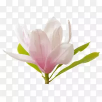 郁金香植物茎芽花瓣草本植物郁金香-空若网 郁金香植物茎芽花瓣草本植物郁金香-空若网