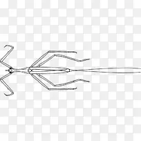 �쾰���ˮЫ�Ӽ���������Rranatra Linearis BrownˮЫ�Ӽ�����-������