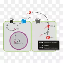 ����ź�ͨ·-������