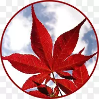 枫叶活壁纸桌面壁纸android shiva摩托罗拉机器人-空若网 枫叶活壁纸桌面壁纸android shiva摩托罗拉机器人-空若网