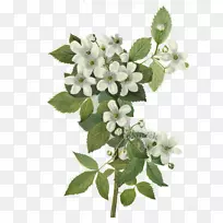 植物学插图植物黑莓版画花载体植物-空若网 植物学插图植物黑莓版画花载体植物-空若网